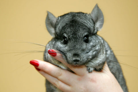 Chinchilla held by a human with one hand.