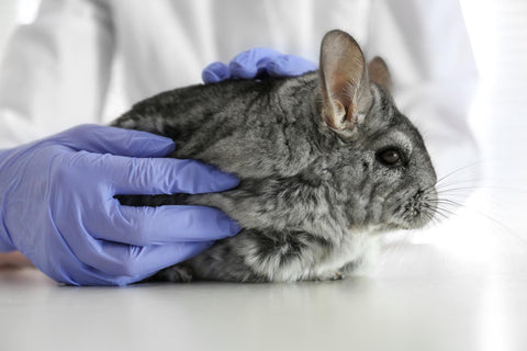 Chinchilla held by a vet with blue surgical gloves.