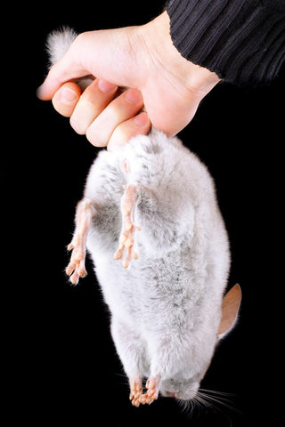 Chinchilla held on the bottom of his tail