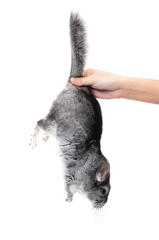 Chinchilla held by the tail