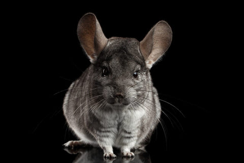 Chinchilla in the dark