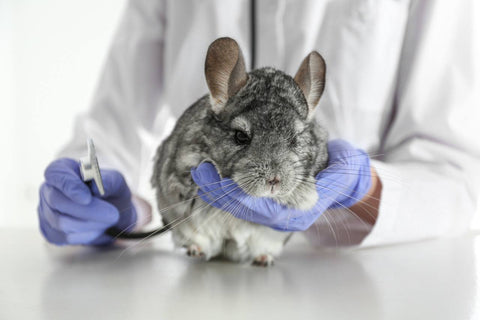 Chinchilla on a table being held by a vet with a head of a stethoscope on his other hand.
