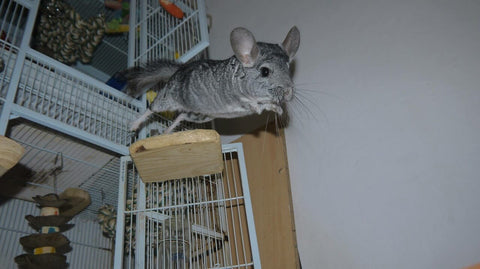 Chinchilla leaping from a high ledge