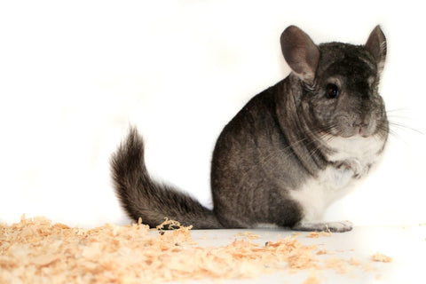 Chinchilla looking to the camera with a pile of wood shavings.