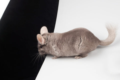 Chinchilla on a white table looking down