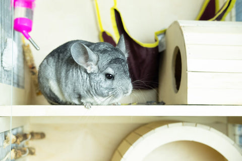 Chinchilla on a cage with wooden shelves