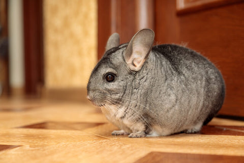 Chinchilla outside his cage