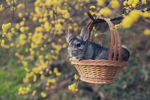 Chinchilla on a basket.