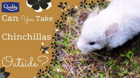 Can You Take Chinchillas Outside? Image