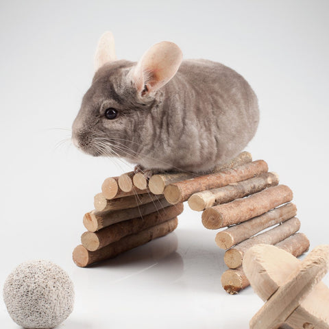 Chinchilla on top of a wooden arch with toys around.