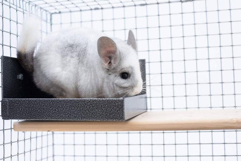 Chinchilla on a Quality Cage litter box.