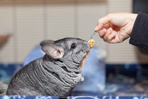 Curious Chinchilla trying to nibble on a treat being held by it's human.
