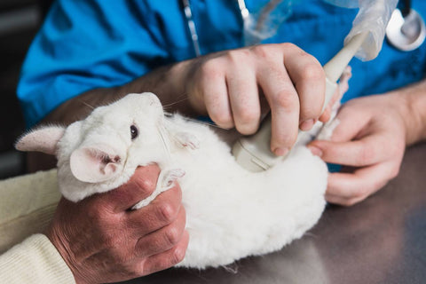 White chinchilla laying upside down with his tummy checked.