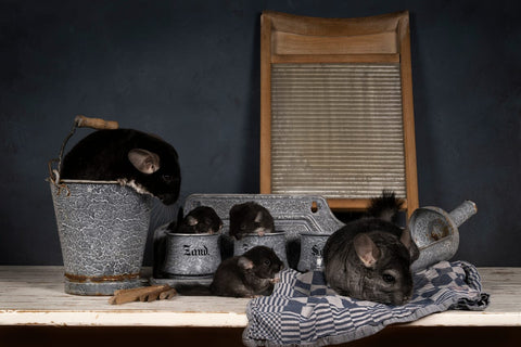 Chinchilla with other chinchillas.