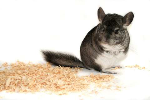 Chinchilla on wood shavings