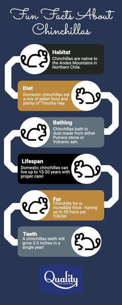 Chinchilla fun facts