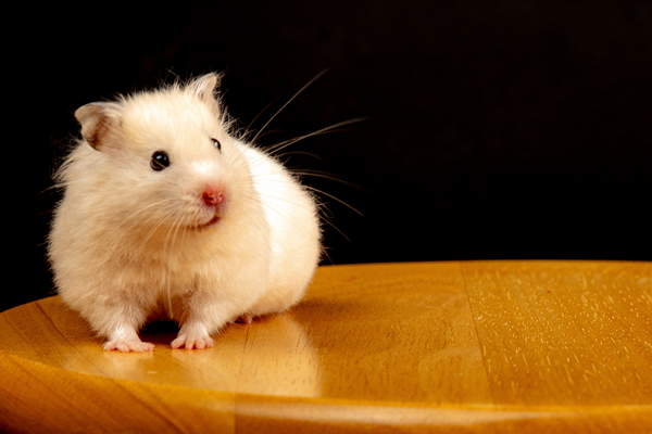 hamster on a table top