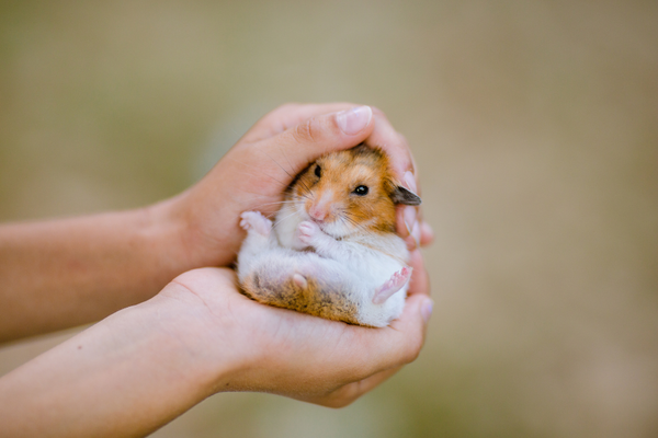 Hamster cozy on human's hand