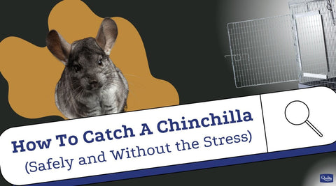 How to catch a chinchilla
