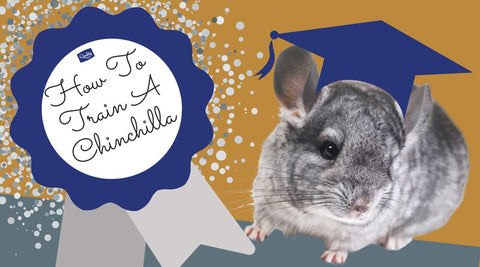 How to train a Chinchilla