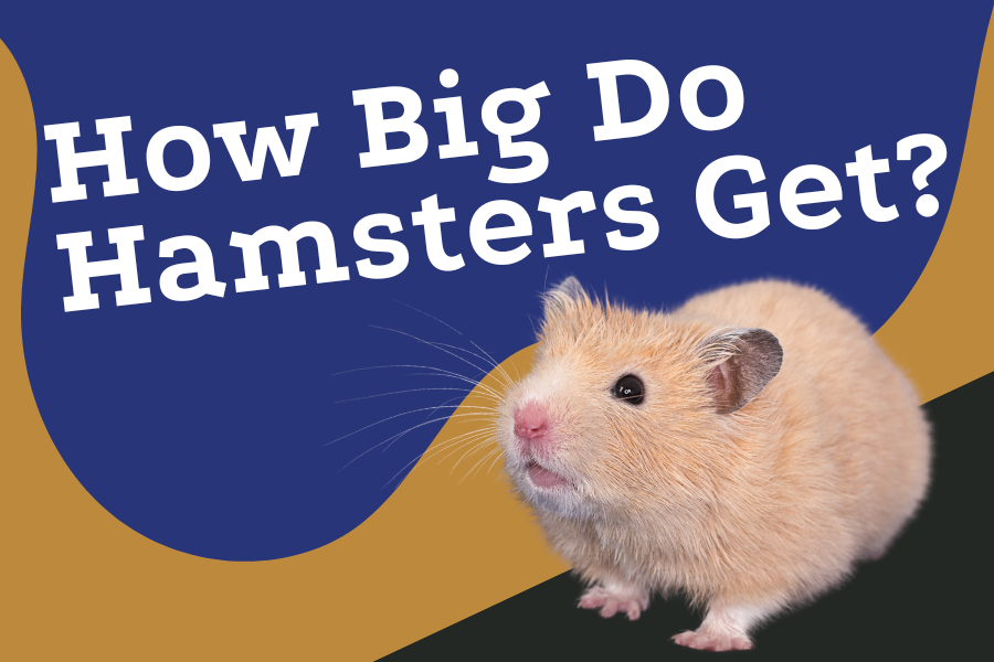 how big do hamsters get