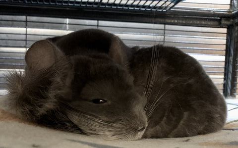 Tracy's chinchillas cuddling image