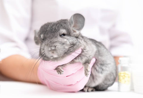 Chinchilla with a sad face being held and checked by a vet.