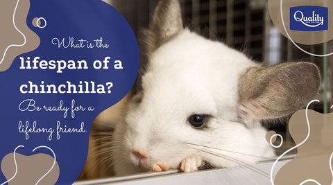 Resting Chinchilla with text "What is the lifespan of a chinchilla? Be ready for a lifelong friend."