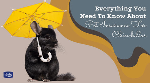 Chinchilla holding and under a yellow umbrella beside text "Everything You Need To Know About Pet Insurance For Chinchillas."