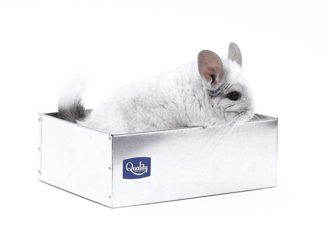 Chinchilla on a dust bath container from Quality Cage Crafters