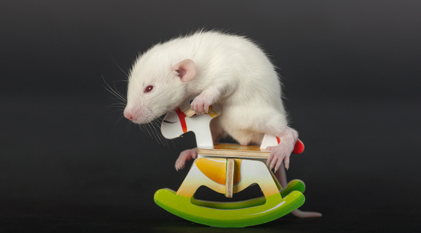 Rat on wooden horse