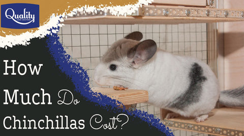 How Much Do Chinchillas Cost Image