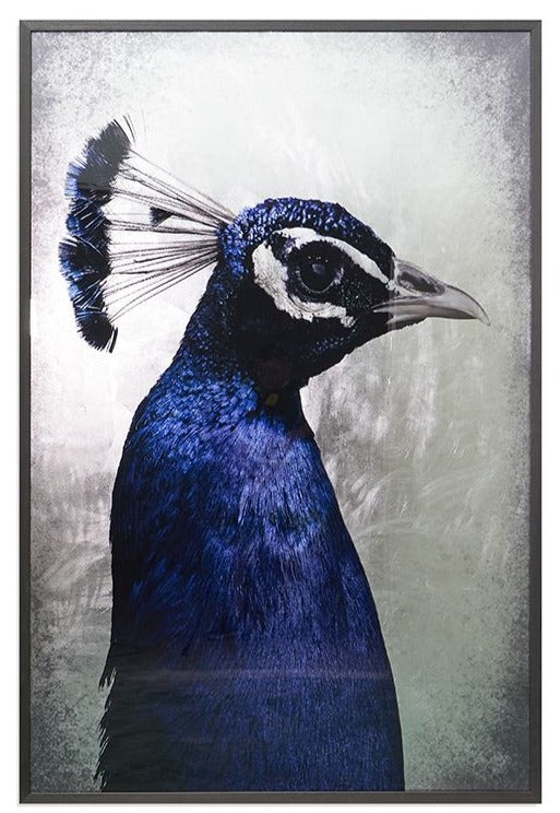 Stranded purple feathers of an exotic bird Metal Print for Sale by  NancyEle