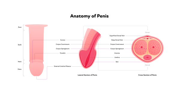 Anatomy of the Penis