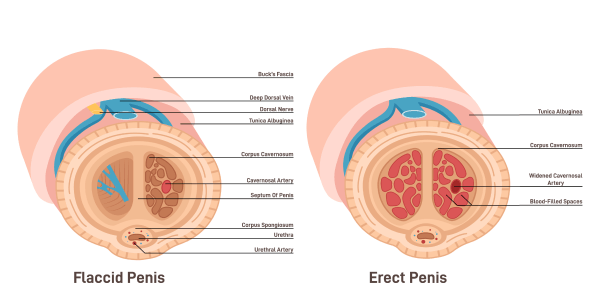 Connection Between Erectile Function and Blood Flow