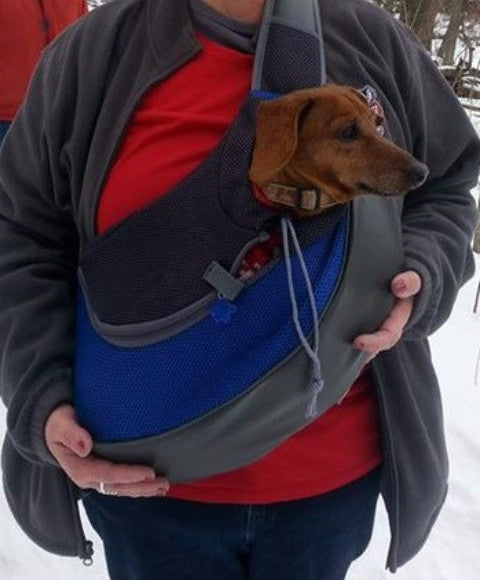 dachshund carrying backpack