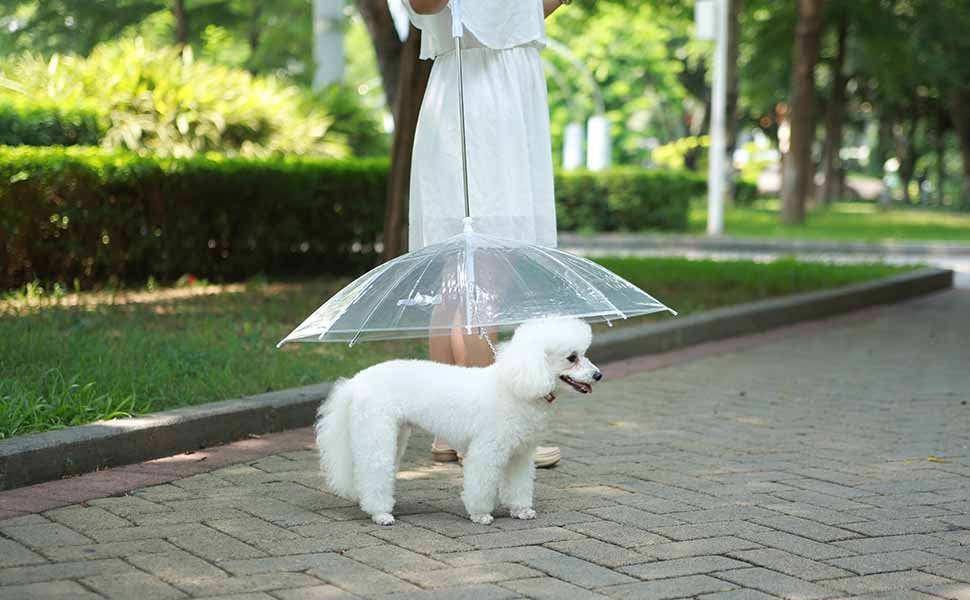 dog and umbrella