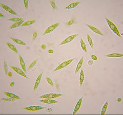 Euglena