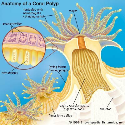 Coral anatomy