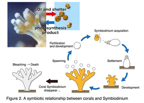 Acquisition of zooxanthellae