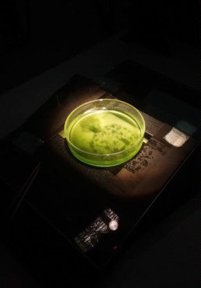 Image growing in petri dish