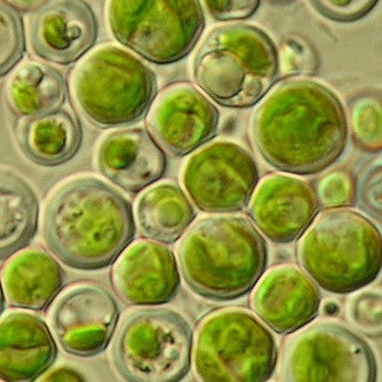 What is chlorella algae?