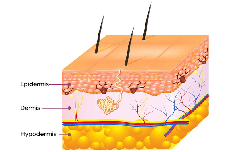 Skin Structure from Ombré Brows Online Course on The Collective