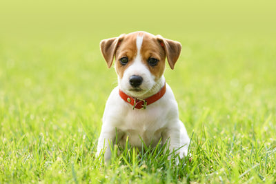 14 Must-Have Items in Your New Puppy Checklist 2023 - Zumalka