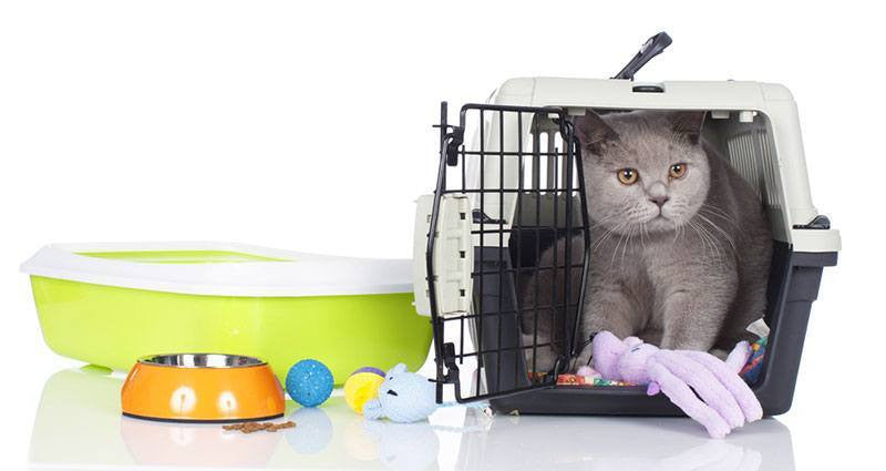 Pet Supplies - The Ultimate Guide To Pet Adoption – HomeoAnimal.com