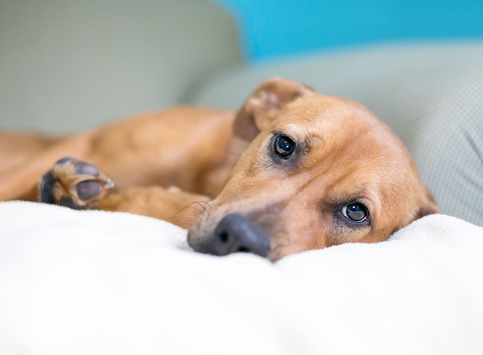 Bladder Cancer in Dogs: Causes, Symptoms, and Treatments - Zumalka