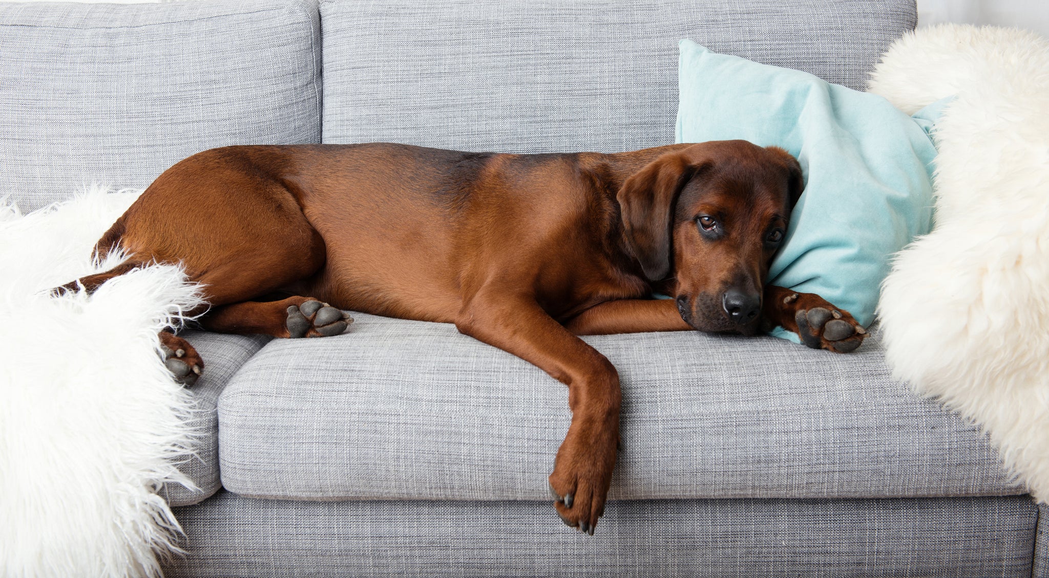 what is renal failure in dogs