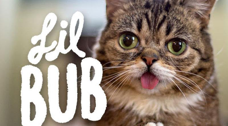 [Image: lil-bub_1024x1024.jpg?v=1450736639]