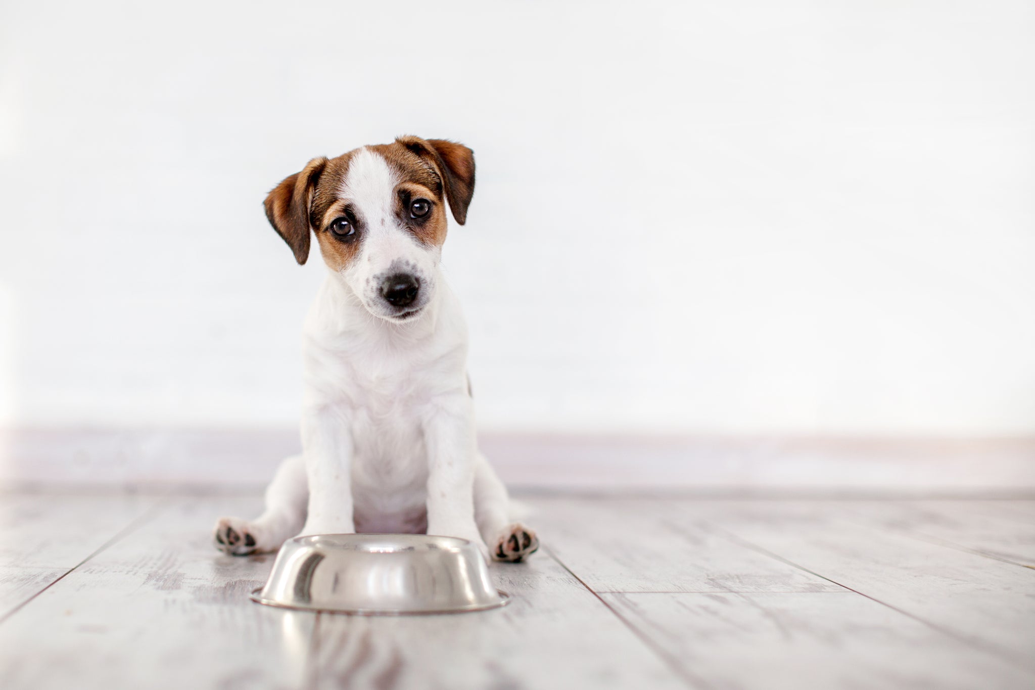 signs of severe constipation in dogs