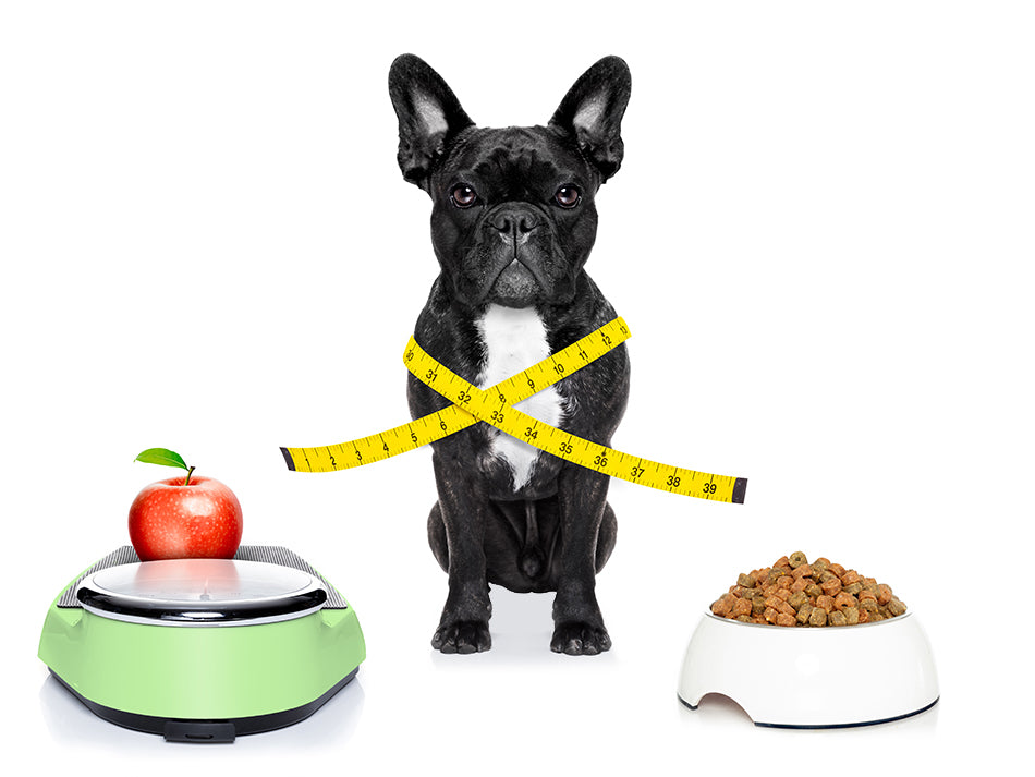 Health Issues Caused By Feeding Your Dog Or Cat The Wrong Diet Homeoanimal Com